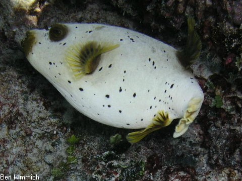 Arothron nigropunctatus, Schwarzflecken Kugelfisch