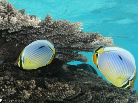 Chaetodon trifasciatus, Rippelstreifen-Falterfisch