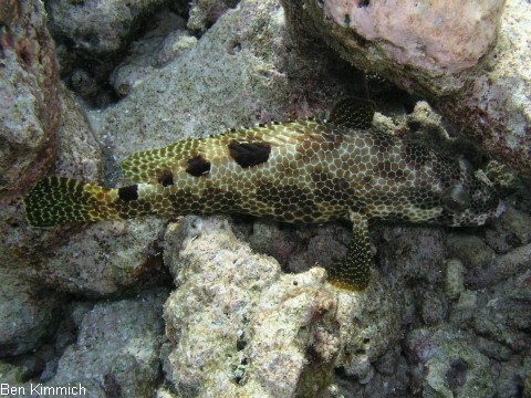 Epinephelus spilotoceps, Vielfleck-Wabenbarsch