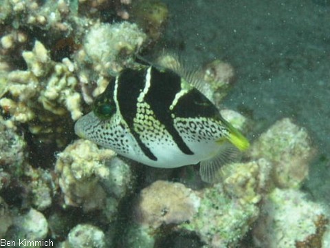 Paraluteres prionurus, Schwarzsattel-Feilenfisch