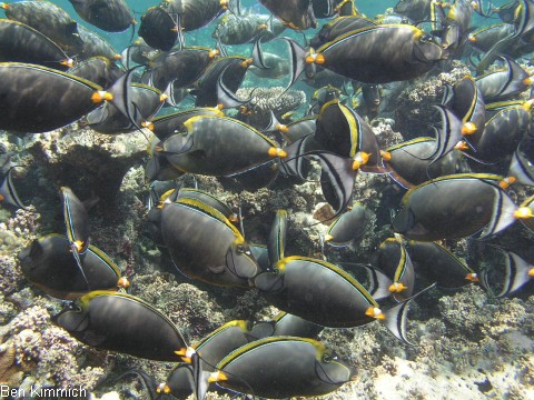 Naso elegans, Indischer Gelbklingen-Nasendoktor