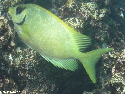 Siganus corallinus, Indischer Korallen-Kaninchenfisch