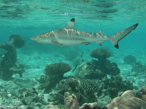 Carcharhinus melanopterus, Schwarzspitzenriffhai