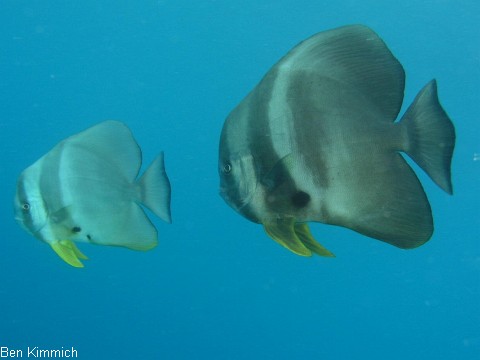 Fledermausfische