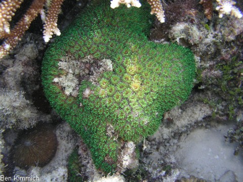 Galaxea, Gropolypige Steinkoralle