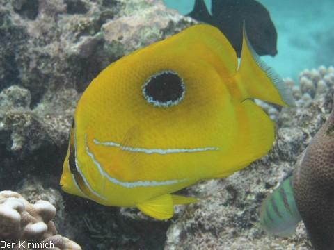 Chaetodon bennetti, Bennetts Falterfisch