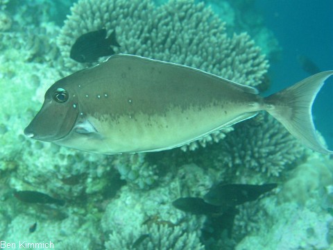 Naso brachycentron, Buckel-Nasendoktor