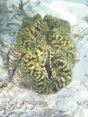 Tridacna, Riesenmuschel