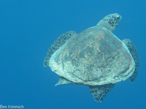 , Schildkrte