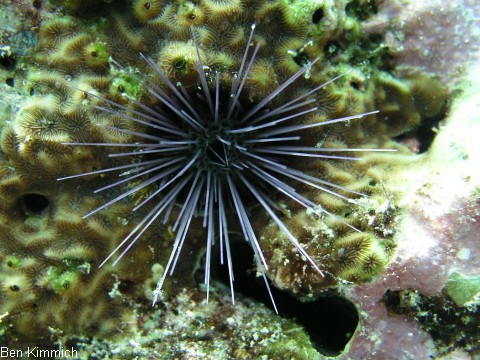 Echinostrephus aciculatus, Bohrseeigel