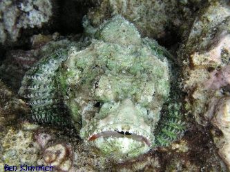 Scorpaenopsis sp., Drachenkopf
