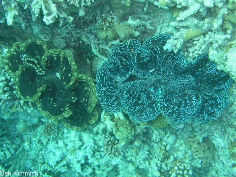 Tridacna, Riesenmuschel