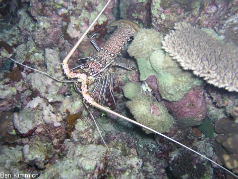 Panulirus femoristriga, Schmucklanguste