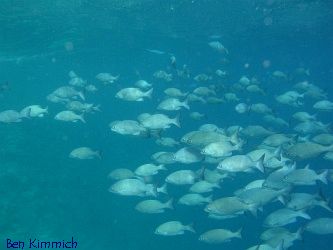 Kyphosus vaigensis, Messing-Ruderfisch