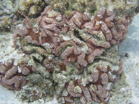 Caulastraea furcata, Fltenkoralle oder Fingerkoralle