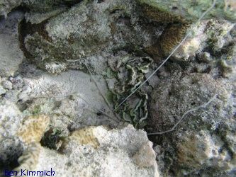 Loimia sp., Spaghetti Wurm, Medusenwurm