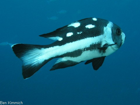 Macolor niger, Schwarzwei-Schnapper