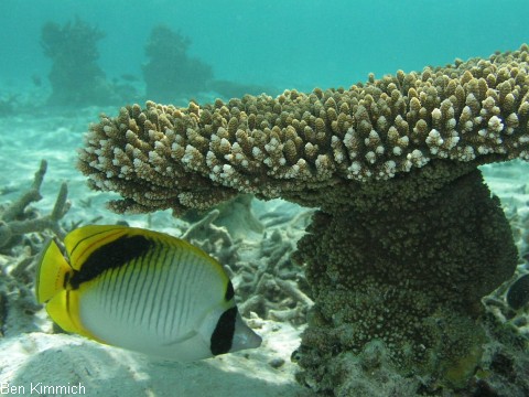 Chaetodon oxycephalus, Falscher Riesenfalterfisch