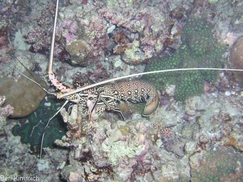 Panulirus femoristriga, Schmucklanguste