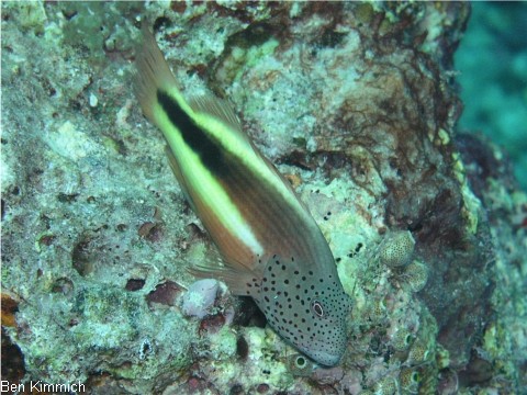 Paracirrhites forsteri, Forsters Korallenwchter