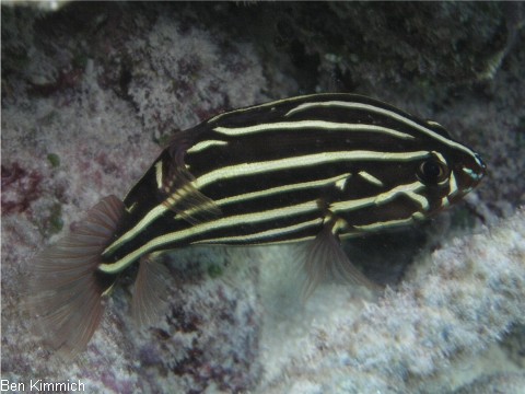 Grammistes sexlineatus, Sechsstreifen-Seifenbarsch