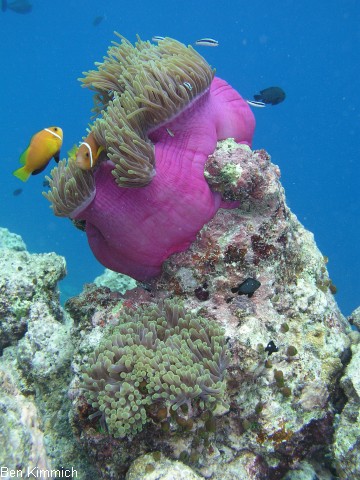 Amphiprion nigripes, Malediven - Anemonenfisch