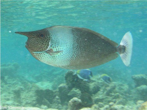 Naso annulatus, Riesen-Nasendoktor