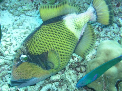 Balistoides viridescens, Titan Drckerfisch