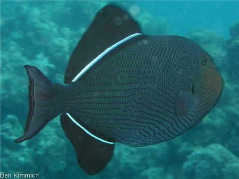 Melichthys niger, Schwarzer Weibindendrcker