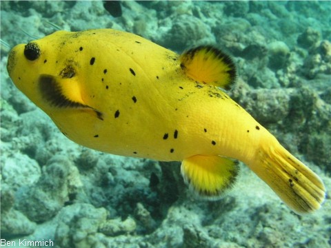 Kugelfische