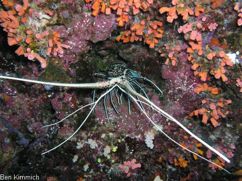 Panulirus versicolor, Blaue Schmucklanguste