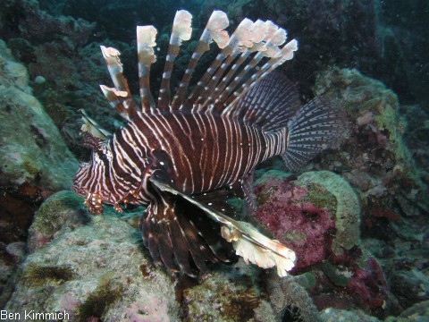 Pterois miles, Rotfeuerfisch