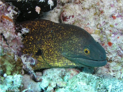 Gymnothorax flavimarginatus, Rukopf-Murne
