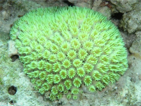 Galaxea, Gropolypige Steinkoralle