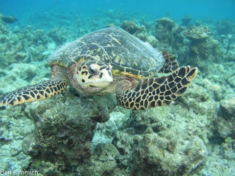 , Schildkrte