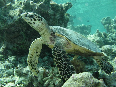 , Schildkrte
