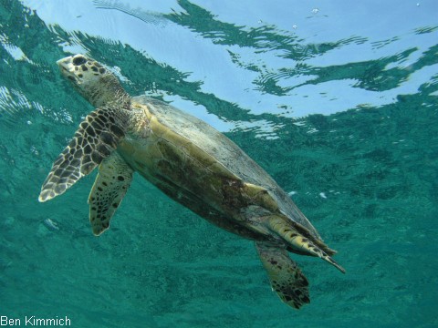 , Schildkrte