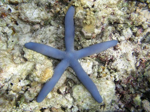 Linckia laevigata, Blauer Seestern