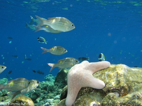 Choriaster granulatus, Walzenstern
