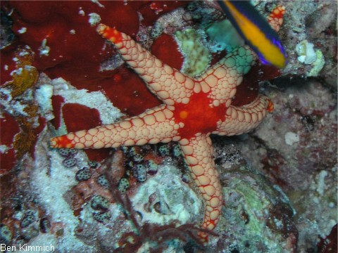 Fromia nodosa, Knotiger Seestern