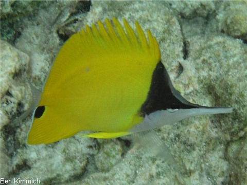 Forcipiger longirostris, Langmaul-Pinzettfisch