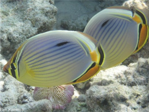 Chaetodon trifasciatus, Rippelstreifen-Falterfisch