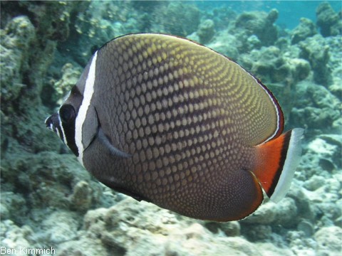 Chaetodon collare, Halsband - Falterfisch