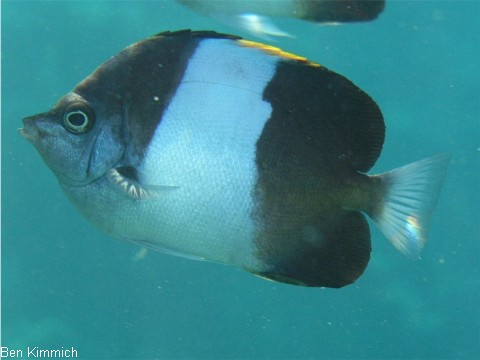 Hemitaurichthys zoster, Schwarzer Pyramiden-Falterfisch