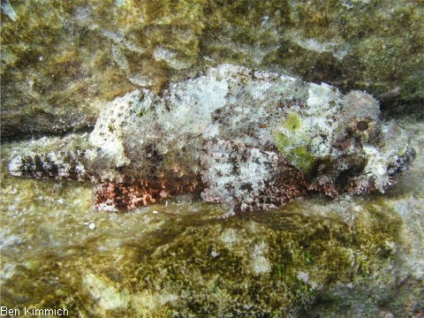 Scorpaenopsis sp., Drachenkopf