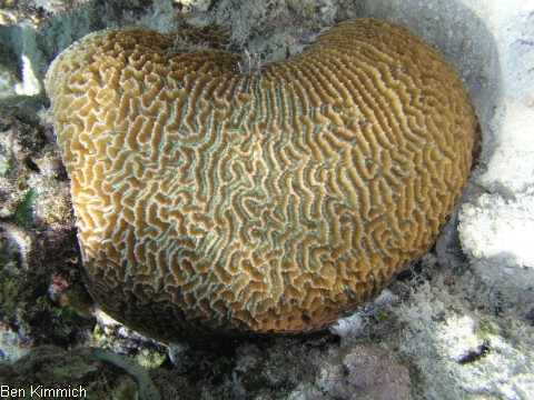 Symphyllia recta, Gropolypige Steinkoralle