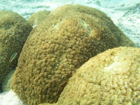 Goniopora, Margerittenkoralle