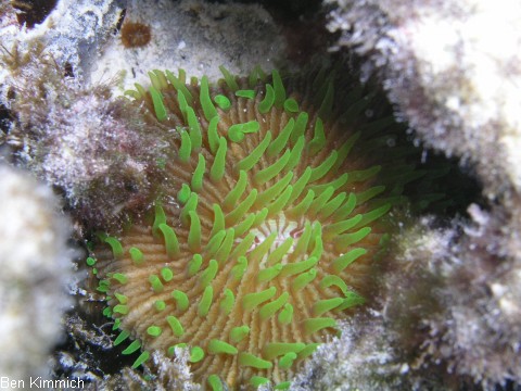 Cycloseris, Gropolypige Steinkoralle