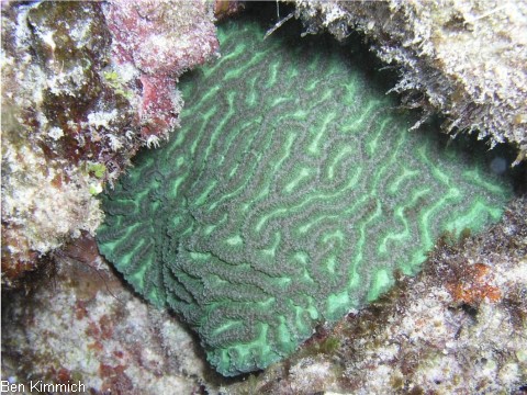 Platygyra sp. 01, Hirnkoralle