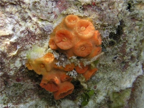 Tubastraea, Kelchkoralle